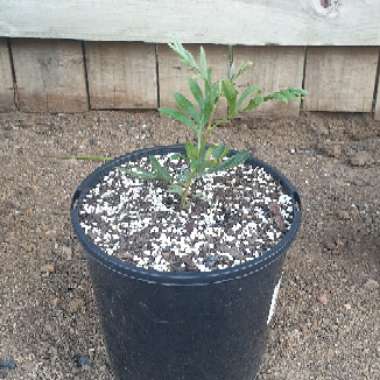 Grevillea robusta