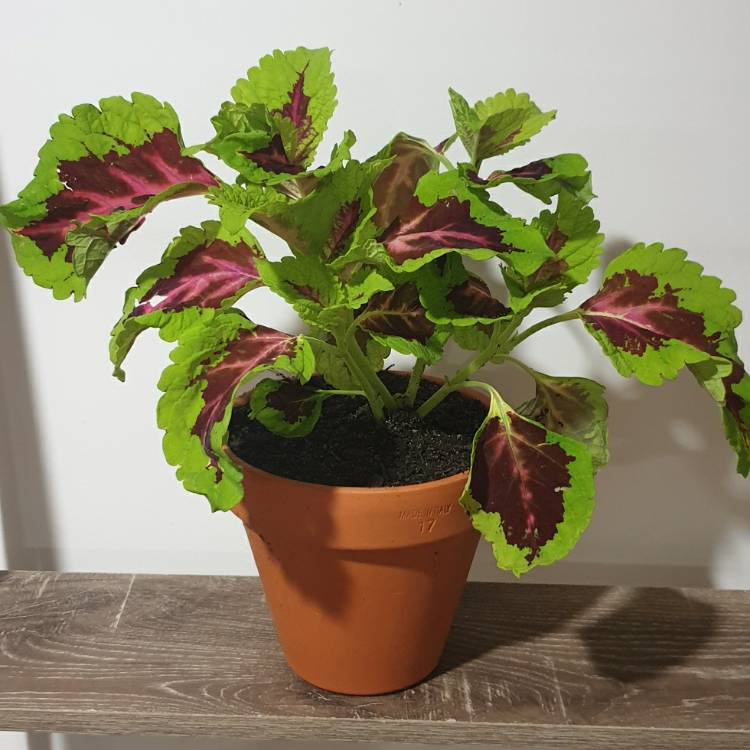 plant image 1389287