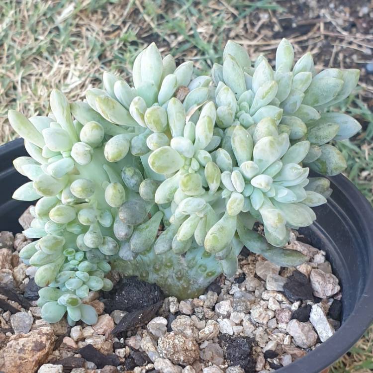 Plant image x Pachyveria Clavifolia Cristata