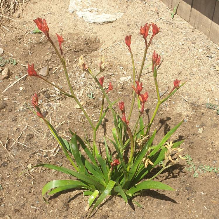 Plant image Anigozanthos 'Bush Inferno'