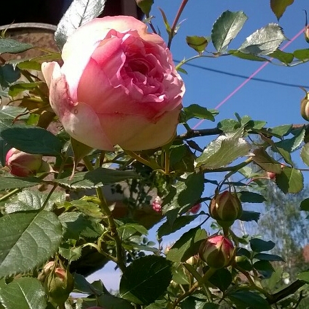 Plant image Rosa 'Meiviolin' syn. Rosa 'Eden Rose 88', Rosa 'Eden Rose 85', Rosa 'Pierre De Ronsard'