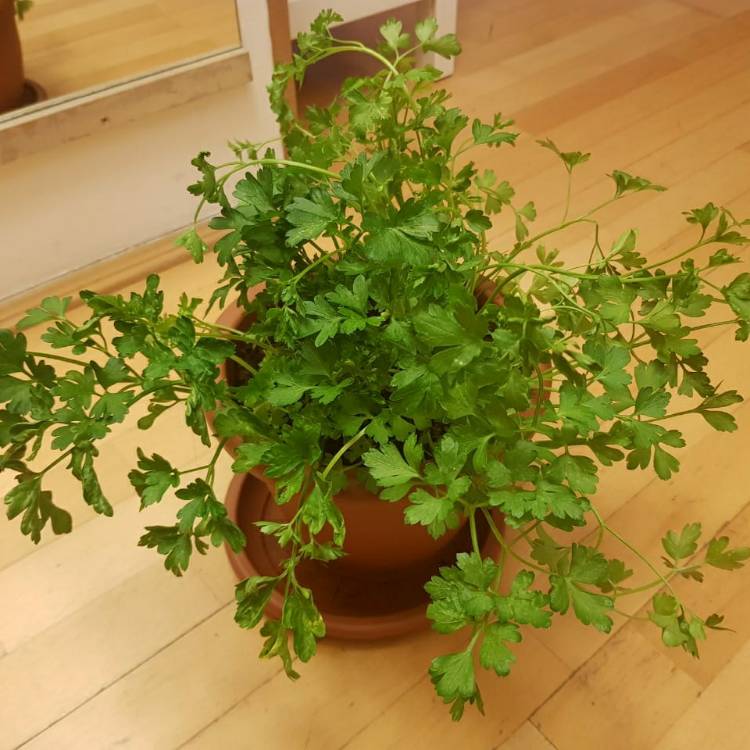 Plant image Coriandrum sativum 'Confetti'