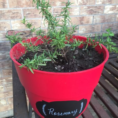 Rosemary