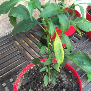 Chilli Pepper 'Jalapeno'