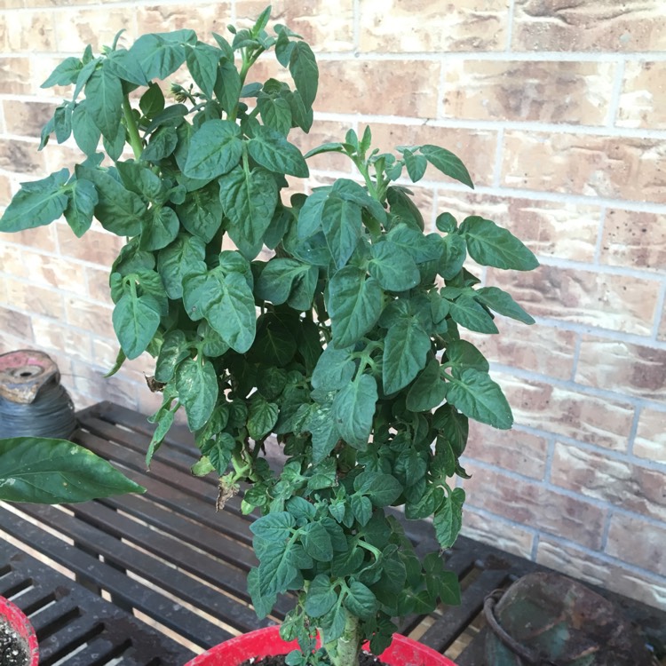 Plant image Solanum Lycopersicum var. cerasiforme 'Red Robin'