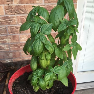 Basil