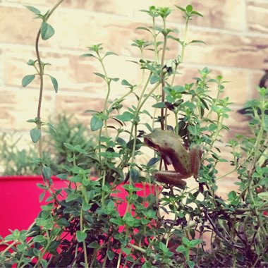 Malarie's garden