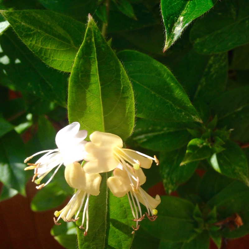 Plant image Lonicera japonica 'Halliana'