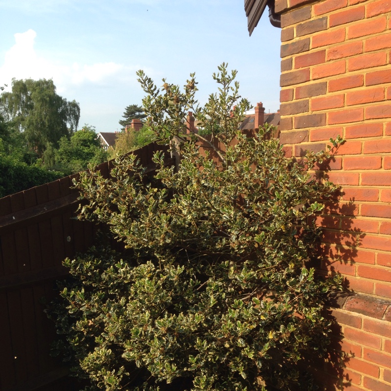 plant image 106538