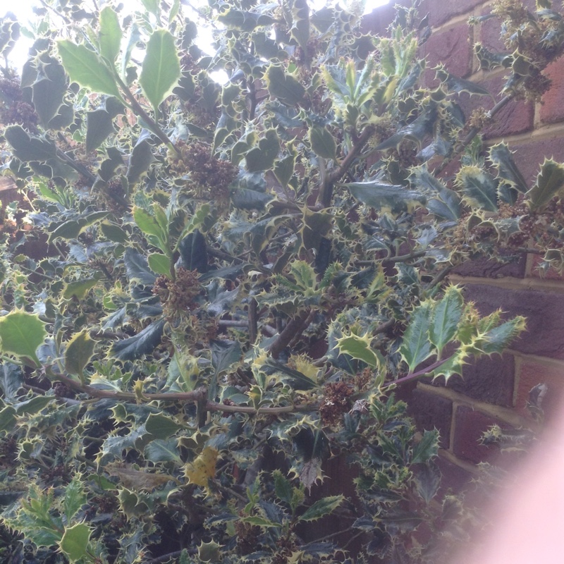 plant image 107399