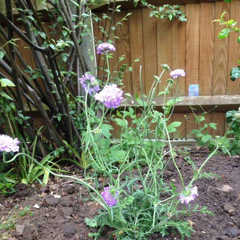 Plant image Scabiosa columbaria 'Kingfisher Blue'