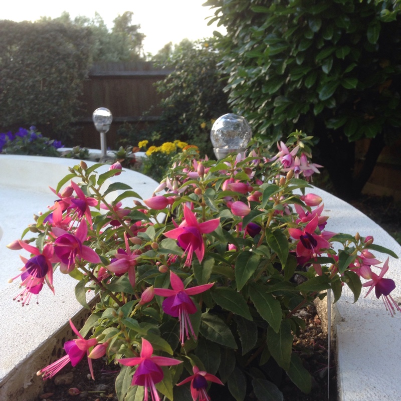 plant image 148889