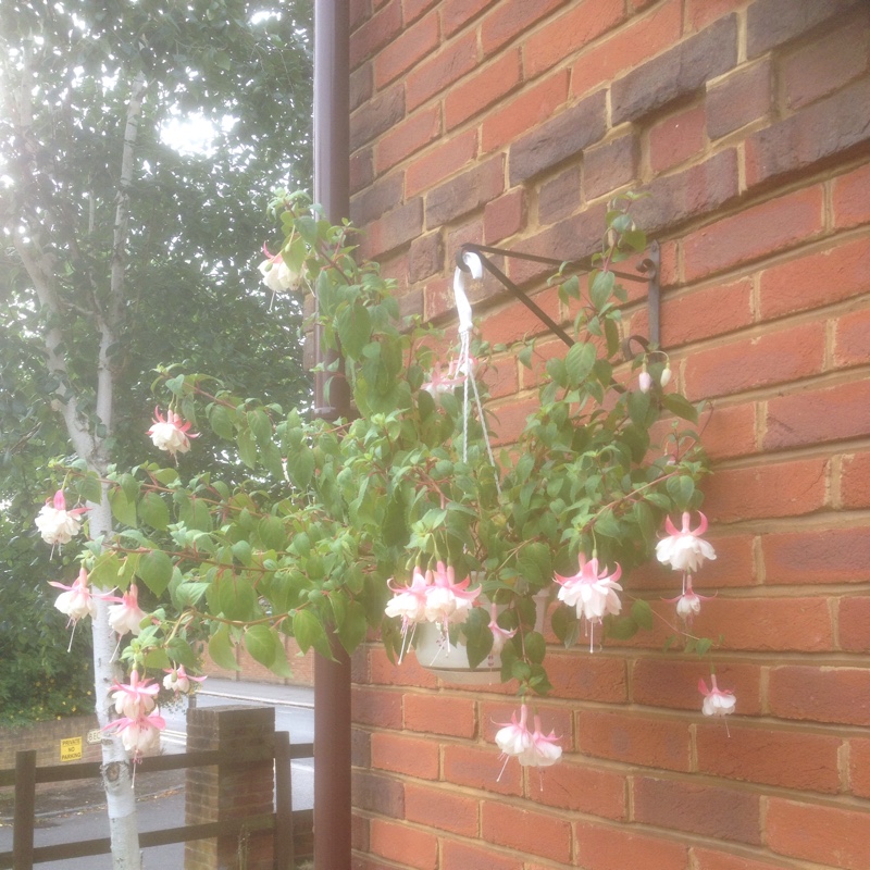 plant image 157812 plant image 157812