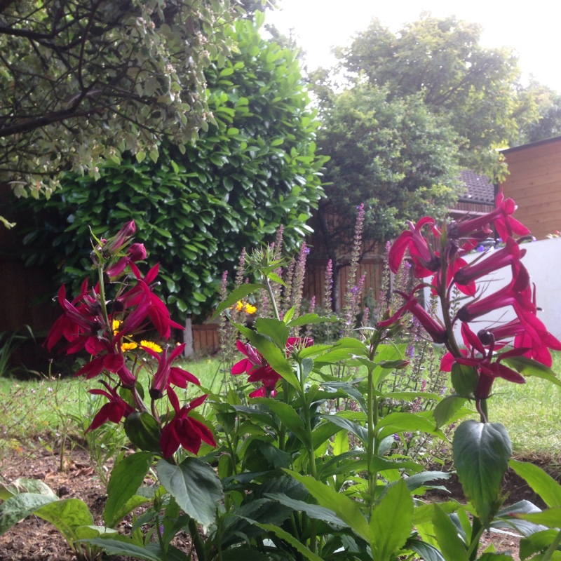 Lobelia x speciosa 'Fan Burgundy', Lobelia 'Fan Burgundy' - uploaded by ...