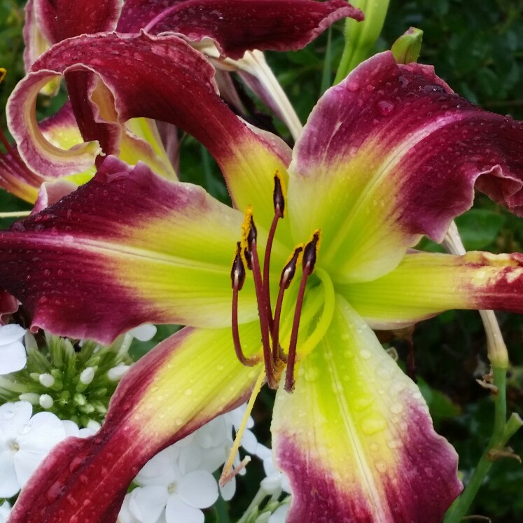 plant image 164016