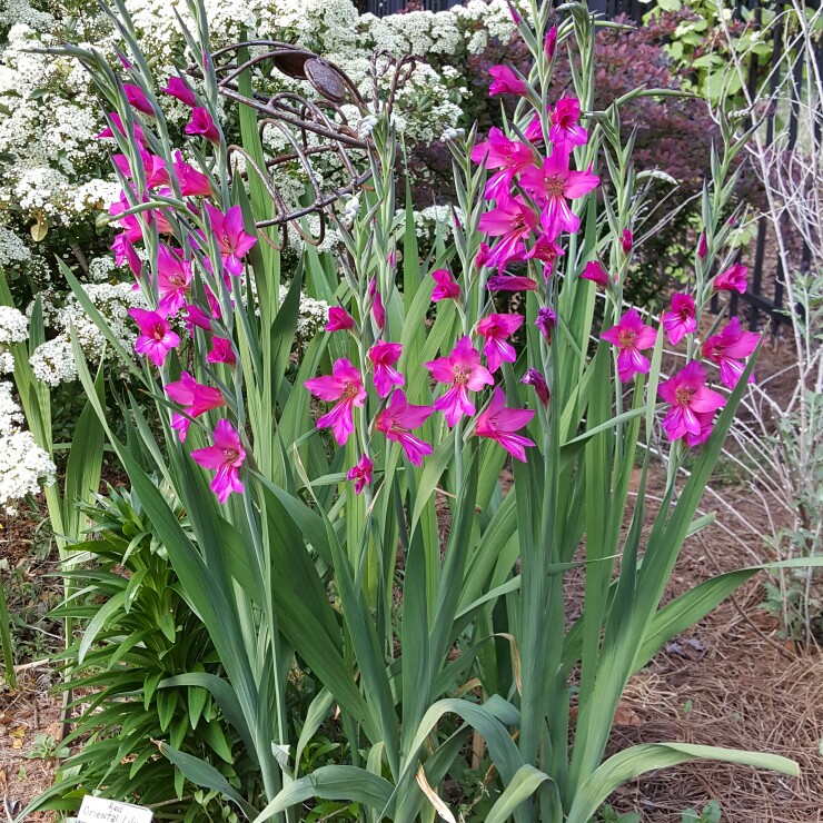 Plant image Gladiolus communis subsp. byzantinus