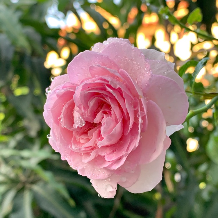 Plant image Rosa 'Jubilee Celebration'
