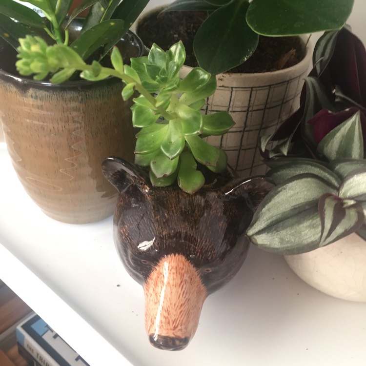 Plant image Echeveria Leisal