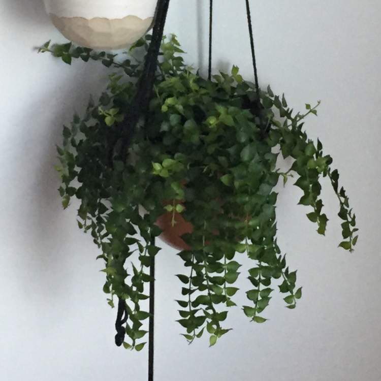 plant image 348360