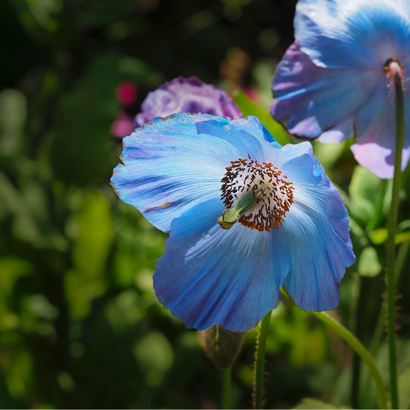 Himalayan Poppy 'Baileyi'