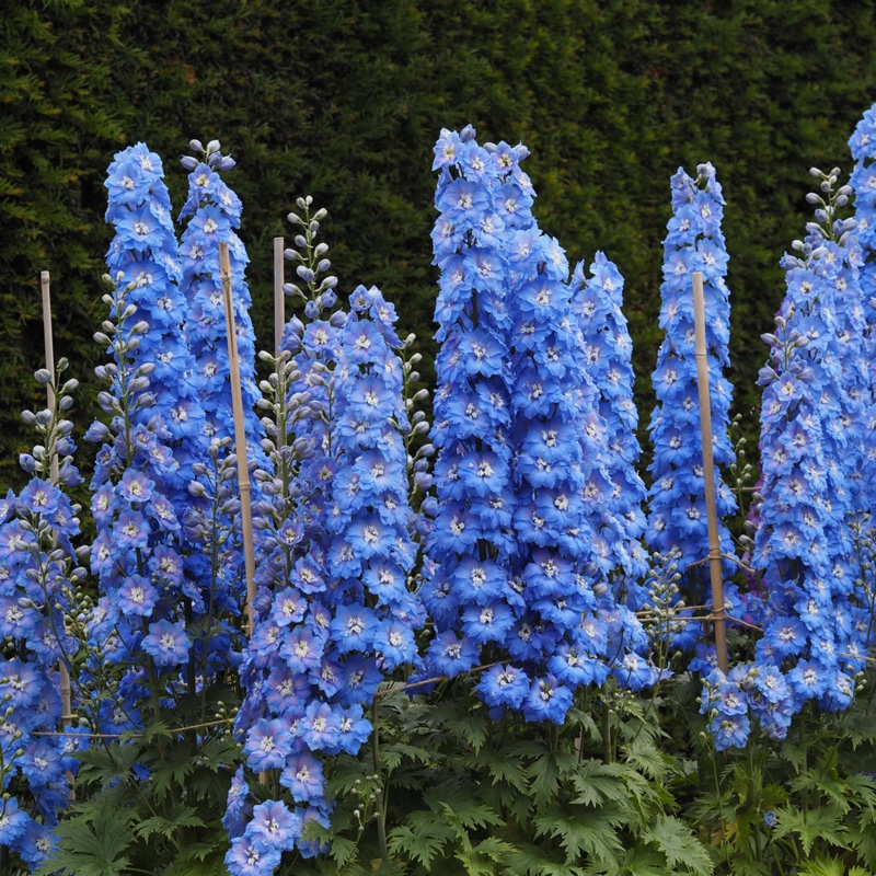 Delphinium 'Fenella'