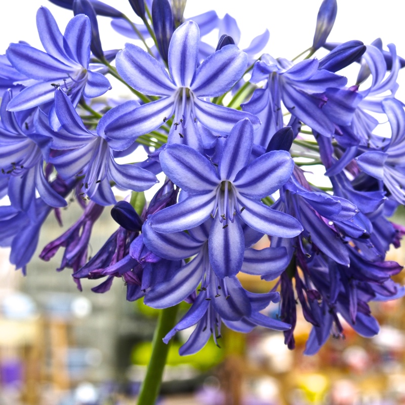 African Lily