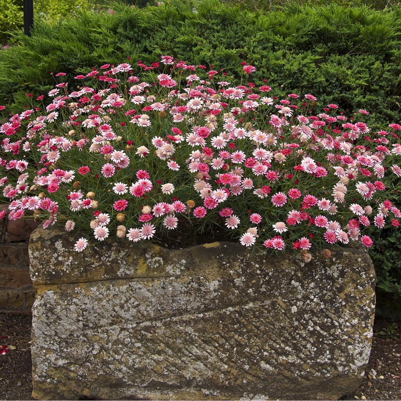 Malcolm's garden