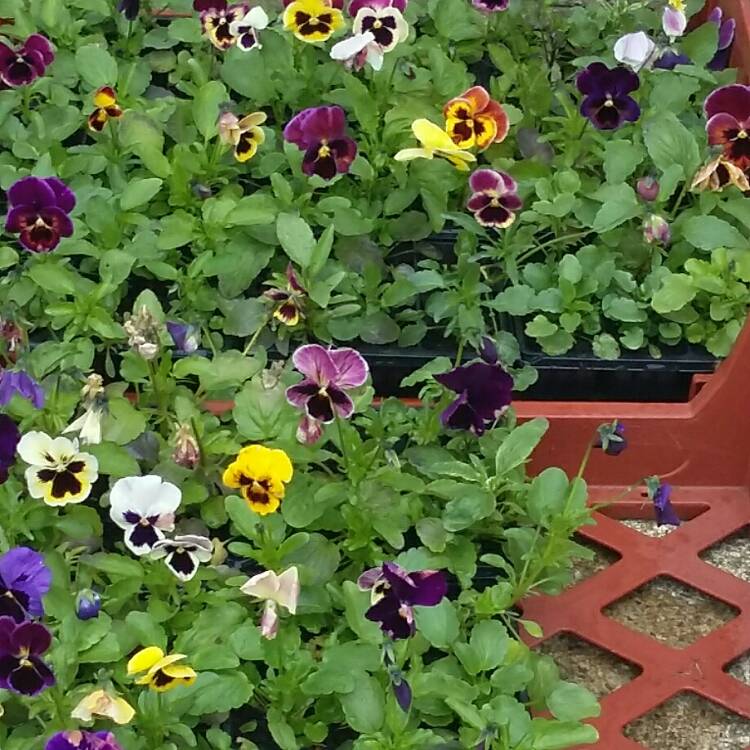 Plant image Viola Matrix Midnight Glow