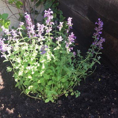 Catmint