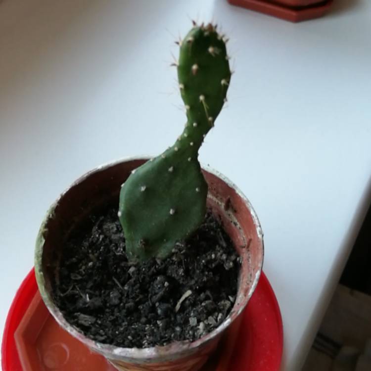 plant image 581951