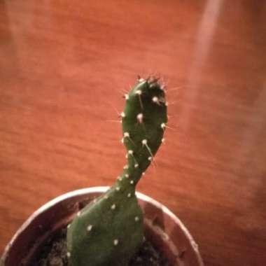 Prickly Pear