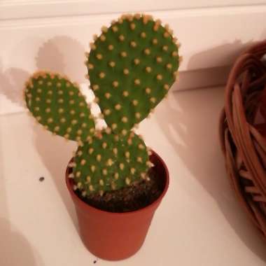 Bunny Ears Cactus