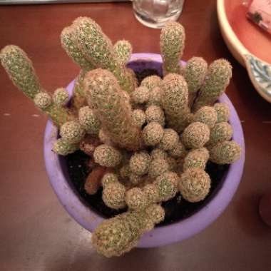 Lady Finger Cactus
