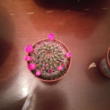 Pincushion Cactus