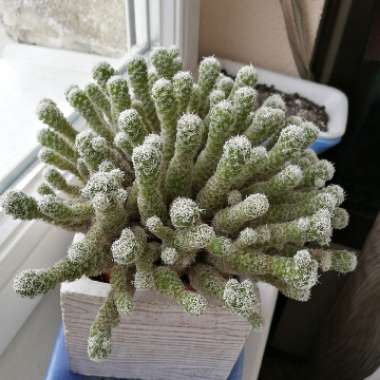 Thimble Cactus 'Fragilis'