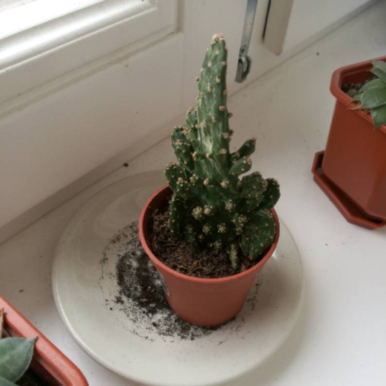 plant image 632292