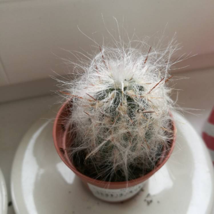 plant image 632293