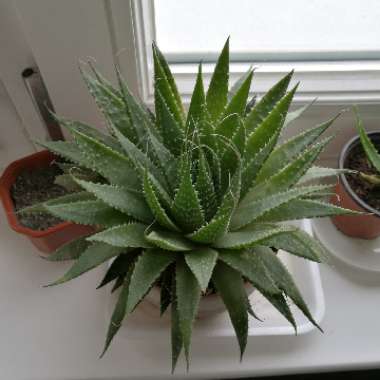 Lace Aloe