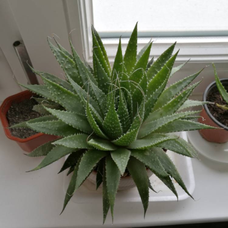 plant image 632298