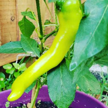 Lauren's garden