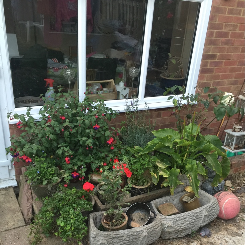 Paula's garden