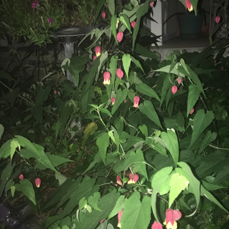 Plant image Physalis alkekengi