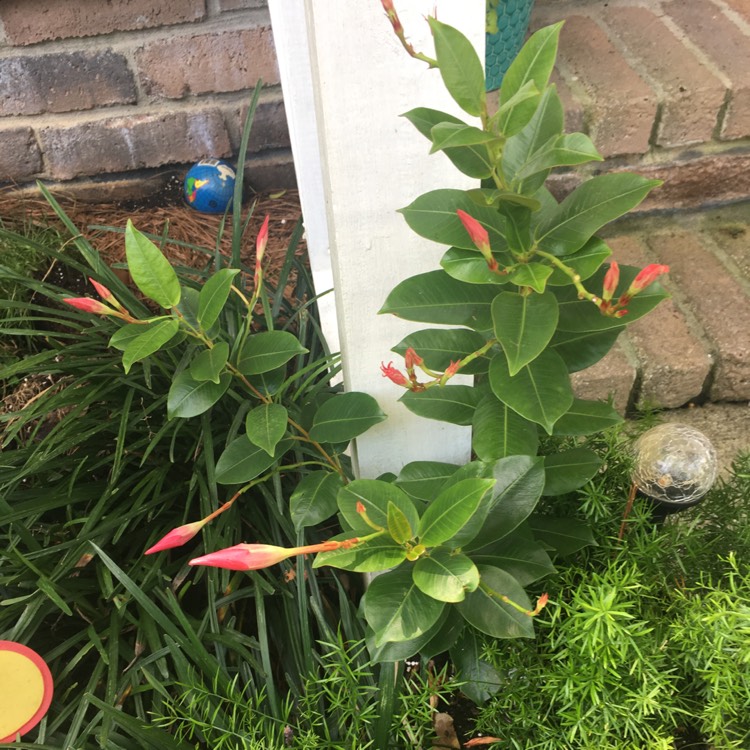 plant image 476497
