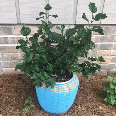 Rose Mallow