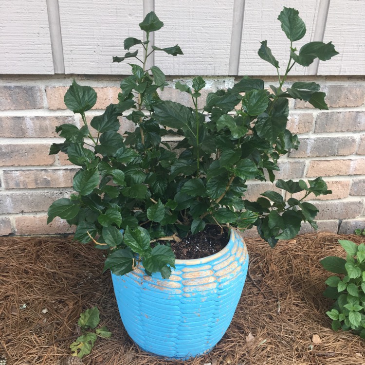 plant image 476515