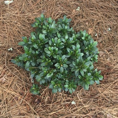Azalea