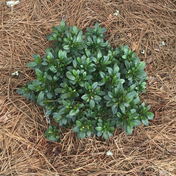plant image 476519