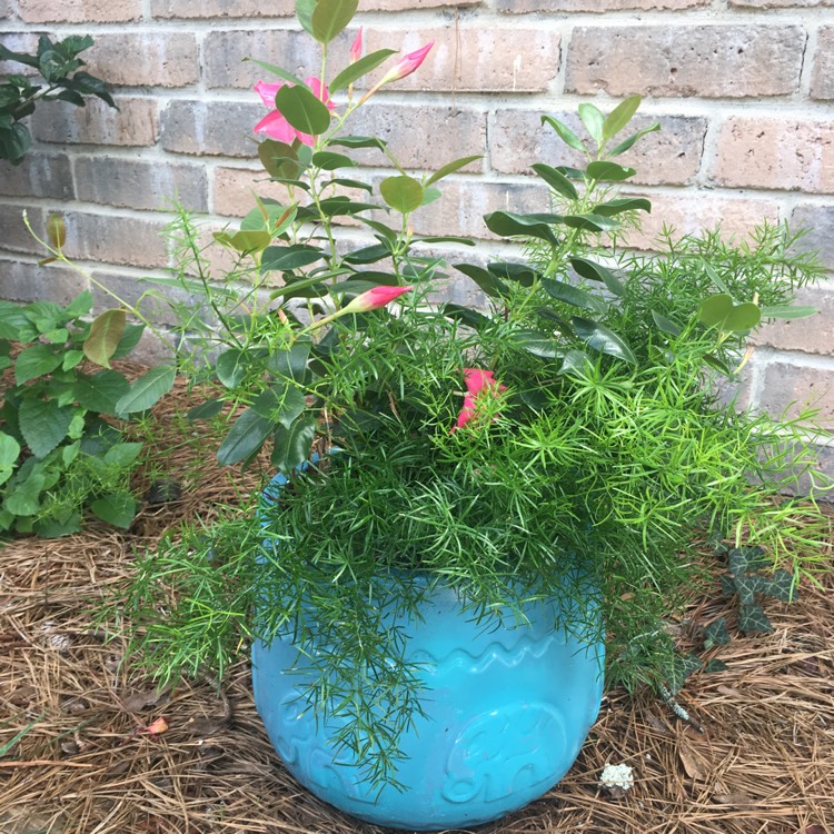 plant image 476524