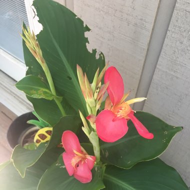 Rachel's garden