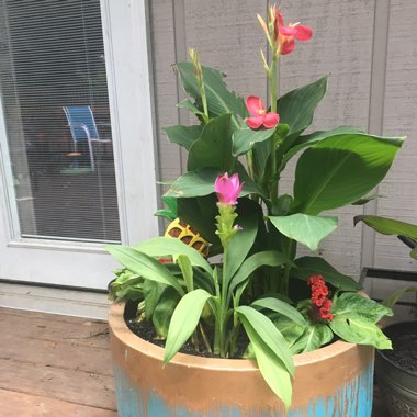 Rachel's garden
